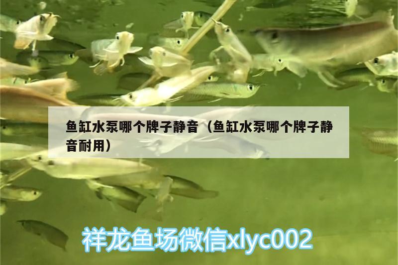 魚缸水泵哪個牌子靜音（魚缸水泵哪個牌子靜音耐用） 魚缸水泵