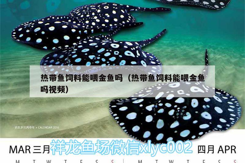 熱帶魚飼料能喂金魚嗎（熱帶魚飼料能喂金魚嗎視頻）