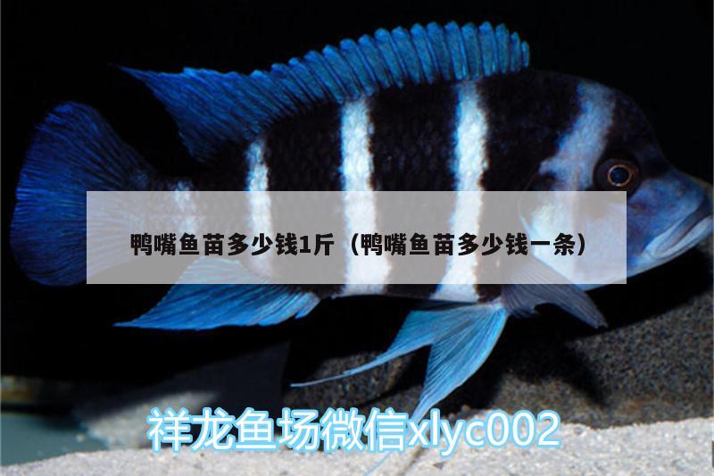 鴨嘴魚苗多少錢1斤（鴨嘴魚苗多少錢一條） 夢幻雷龍魚 第3張