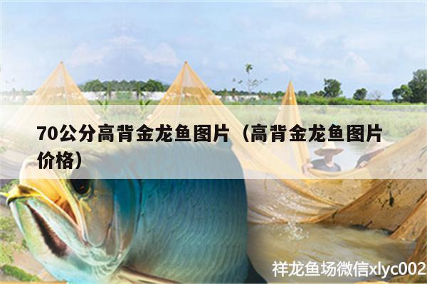 70公分高背金龍魚圖片（高背金龍魚圖片價(jià)格）