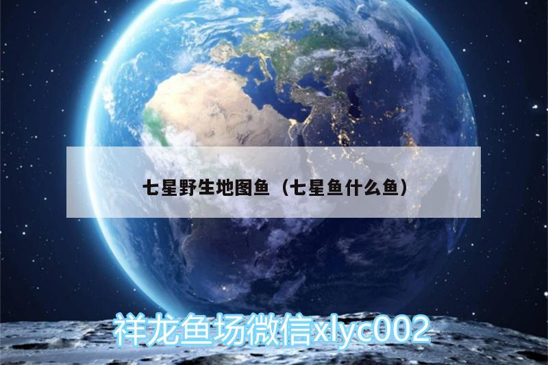 七星野生地圖魚（七星魚什么魚） 野生地圖魚 第1張