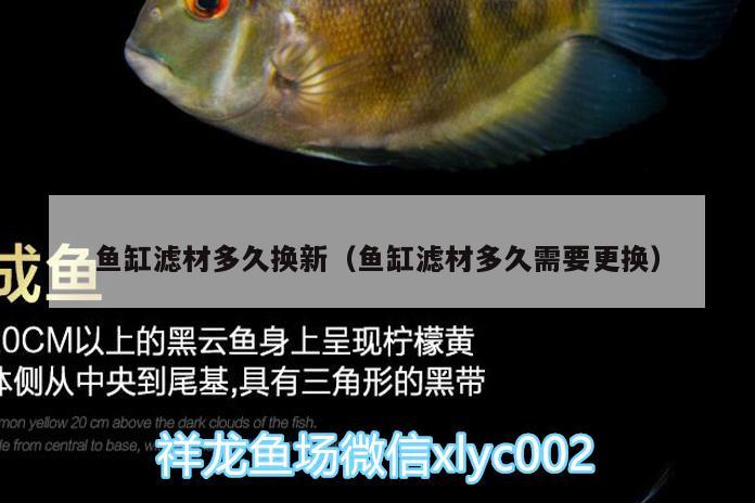 魚(yú)缸濾材多久換新（魚(yú)缸濾材多久需要更換） 南美異型魚(yú) 第1張