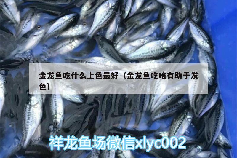 金龍魚(yú)吃什么上色最好（金龍魚(yú)吃啥有助于發(fā)色）