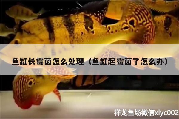 魚缸長霉菌怎么處理（魚缸起霉菌了怎么辦） 水族燈（魚缸燈）