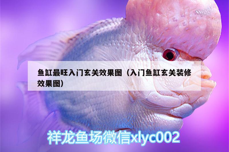 魚(yú)缸最旺入門(mén)玄關(guān)效果圖（入門(mén)魚(yú)缸玄關(guān)裝修效果圖） 純血皇冠黑白魟魚(yú) 第2張