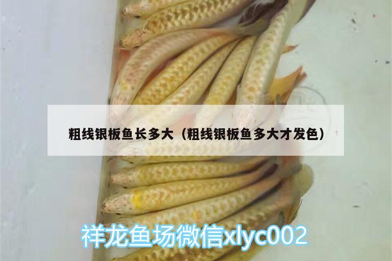 粗線銀板魚(yú)長(zhǎng)多大（粗線銀板魚(yú)多大才發(fā)色）