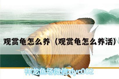 觀賞龜怎么養(yǎng)（觀賞龜怎么養(yǎng)活） 烏龜 第1張