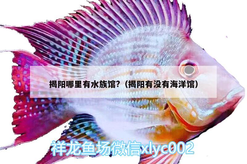 揭陽哪里有水族館?（揭陽有沒有海洋館） 白化巴西龜（白巴）