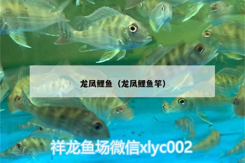 龍鳳鯉魚（龍鳳鯉魚竿）