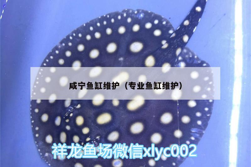 咸寧魚缸維護(hù)（專業(yè)魚缸維護(hù)） 斯維尼關(guān)刀魚 第2張