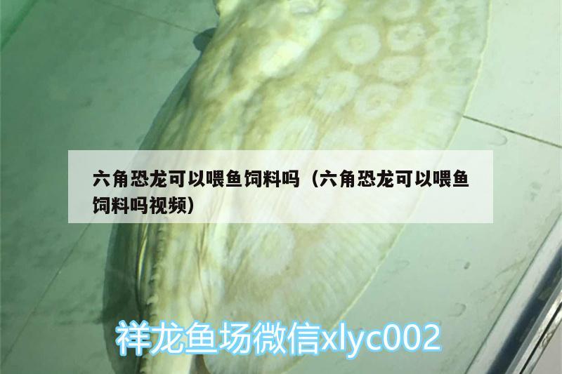 六角恐龍可以喂魚飼料嗎（六角恐龍可以喂魚飼料嗎視頻） 戰(zhàn)車紅龍魚 第3張