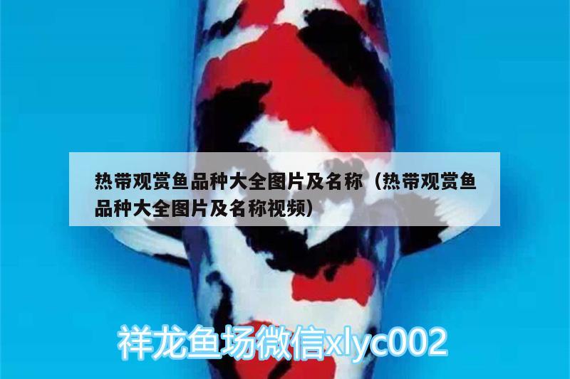 熱帶觀賞魚品種大全圖片及名稱（熱帶觀賞魚品種大全圖片及名稱視頻） 魚缸凈水劑