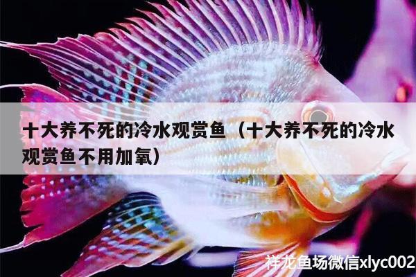 十大養(yǎng)不死的冷水觀賞魚（十大養(yǎng)不死的冷水觀賞魚不用加氧） BD魟魚 第1張