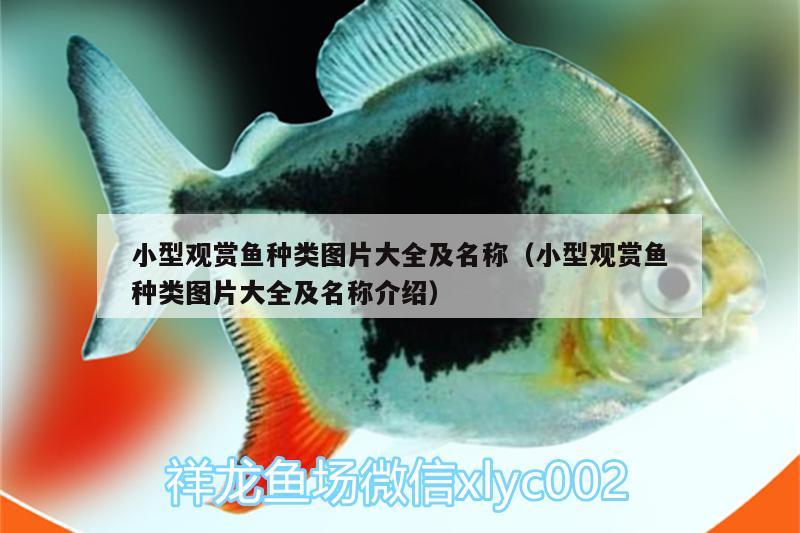 小型觀賞魚種類圖片大全及名稱（小型觀賞魚種類圖片大全及名稱介紹）