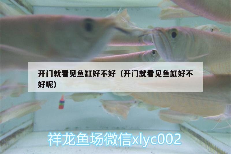 開門就看見魚缸好不好（開門就看見魚缸好不好呢） 紅龍專用魚糧飼料 第2張