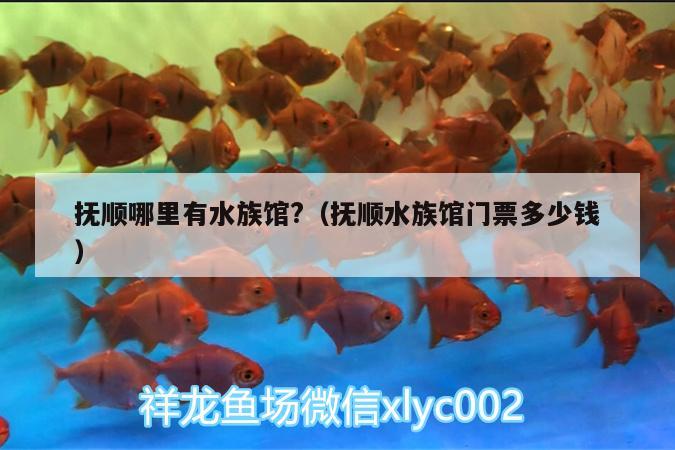 撫順哪里有水族館?（撫順?biāo)屦^門(mén)票多少錢(qián)） 觀(guān)賞魚(yú)市場(chǎng) 第1張