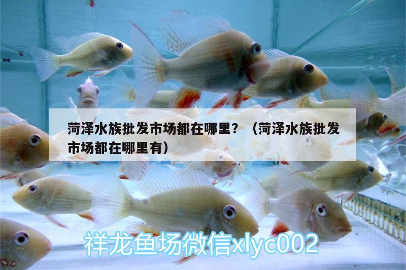 菏澤水族批發(fā)市場都在哪里？（菏澤水族批發(fā)市場都在哪里有） 觀賞魚水族批發(fā)市場 第2張