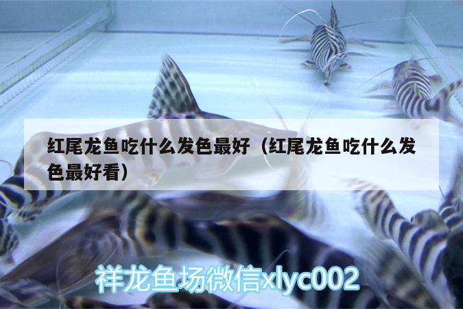 紅尾龍魚吃什么發(fā)色最好（紅尾龍魚吃什么發(fā)色最好看）