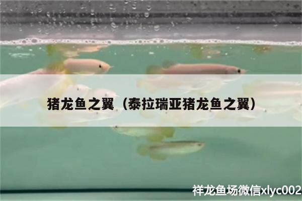 豬龍魚之翼（泰拉瑞亞豬龍魚之翼）