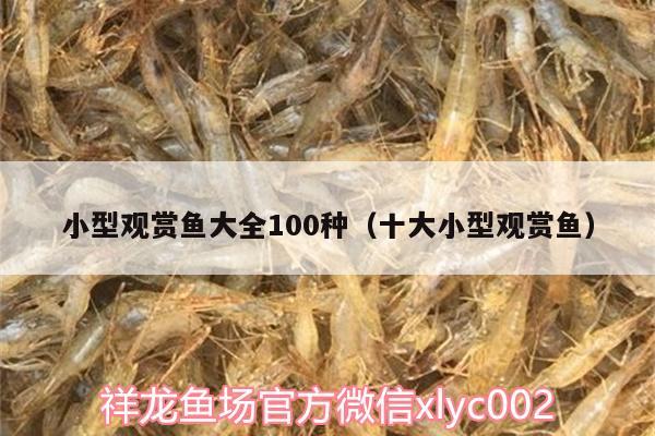 小型觀賞魚大全100種（十大小型觀賞魚）