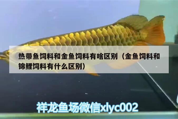 熱帶魚飼料和金魚飼料有啥區(qū)別（金魚飼料和錦鯉飼料有什么區(qū)別） 皇冠黑白魟魚 第3張