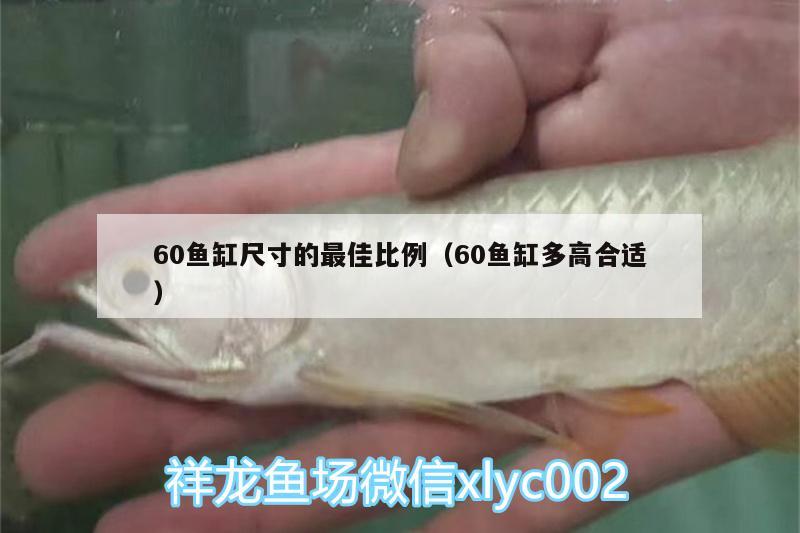 60魚缸尺寸的最佳比例（60魚缸多高合適）