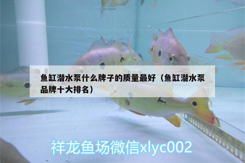 魚缸潛水泵什么牌子的質(zhì)量最好（魚缸潛水泵品牌十大排名） 七彩神仙魚