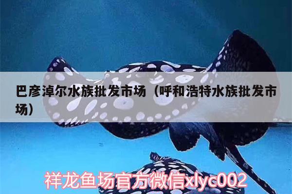 巴彥淖爾水族批發(fā)市場(chǎng)（呼和浩特水族批發(fā)市場(chǎng)）