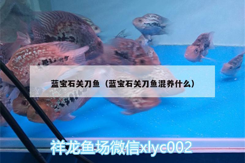 藍寶石關(guān)刀魚（藍寶石關(guān)刀魚混養(yǎng)什么） 七紋巨鯉魚