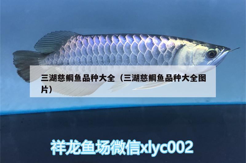 三湖慈鯛魚(yú)品種大全（三湖慈鯛魚(yú)品種大全圖片） 白條過(guò)背金龍魚(yú) 第2張