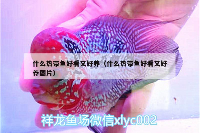 什么熱帶魚(yú)好看又好養(yǎng)（什么熱帶魚(yú)好看又好養(yǎng)圖片） 魚(yú)缸凈水劑