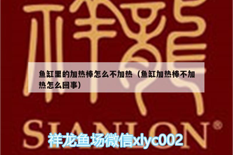 魚缸里的加熱棒怎么不加熱（魚缸加熱棒不加熱怎么回事） 祥龍藍(lán)珀金龍魚