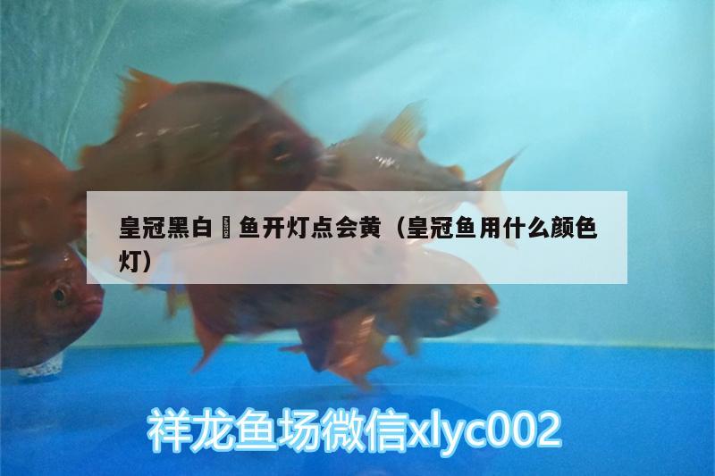 皇冠黑白魟魚開燈點(diǎn)會(huì)黃（皇冠魚用什么顏色燈）