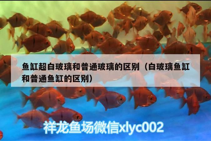 魚缸超白玻璃和普通玻璃的區(qū)別（白玻璃魚缸和普通魚缸的區(qū)別） 雙線側(cè)魚