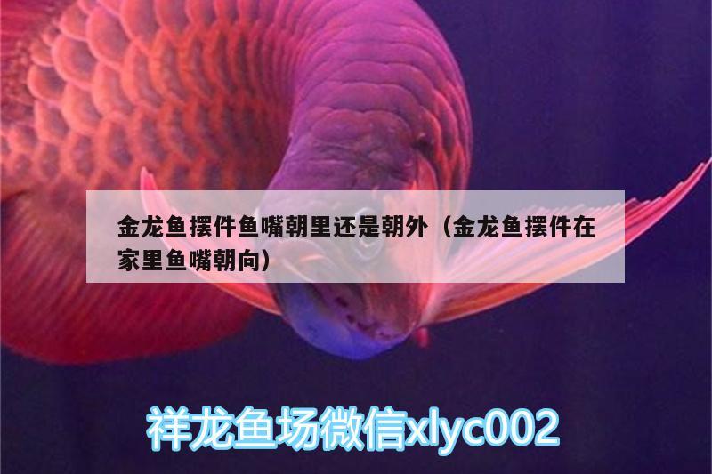 金龍魚擺件魚嘴朝里還是朝外（金龍魚擺件在家里魚嘴朝向） 杰西卡恐龍魚