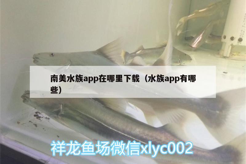 南美水族app在哪里下載（水族app有哪些） 南美異型魚 第1張