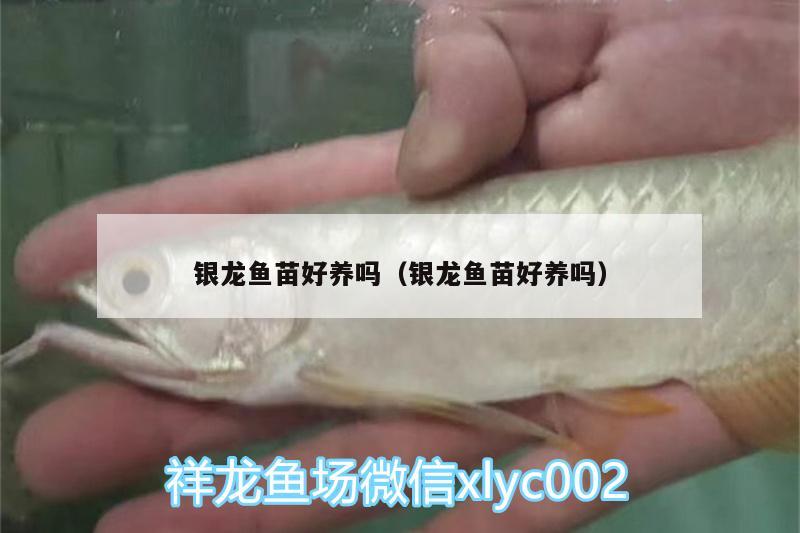 銀龍魚苗好養(yǎng)嗎（銀龍魚苗好養(yǎng)嗎）