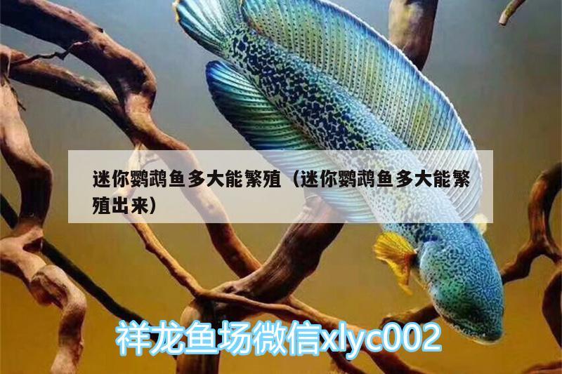 迷你鸚鵡魚多大能繁殖（迷你鸚鵡魚多大能繁殖出來）