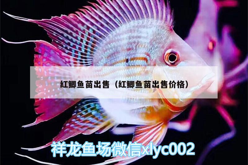 紅鯽魚苗出售（紅鯽魚苗出售價(jià)格）