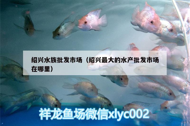 紹興水族批發(fā)市場(chǎng)（紹興最大的水產(chǎn)批發(fā)市場(chǎng)在哪里） 觀賞魚(yú)水族批發(fā)市場(chǎng) 第2張