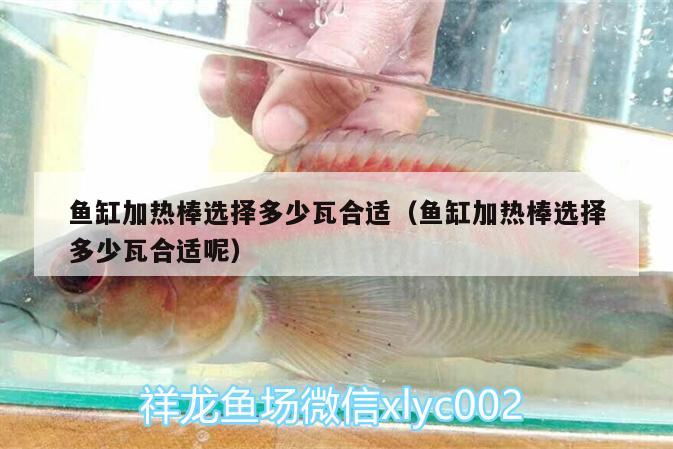 魚缸加熱棒選擇多少瓦合適（魚缸加熱棒選擇多少瓦合適呢） 魚缸凈水劑 第2張