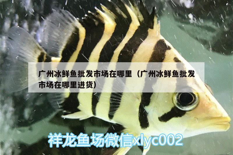 廣州冰鮮魚批發(fā)市場在哪里（廣州冰鮮魚批發(fā)市場在哪里進(jìn)貨）