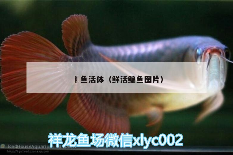 魟魚(yú)活體（鮮活鳊魚(yú)圖片）