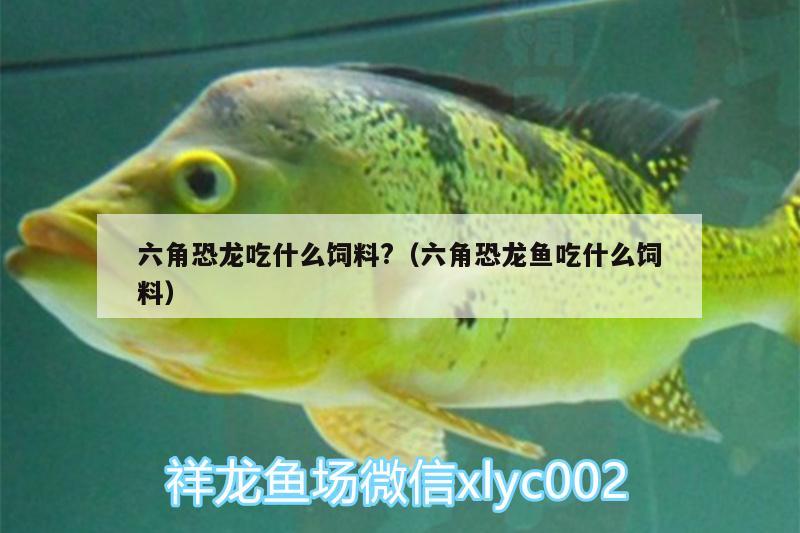 六角恐龍吃什么飼料?（六角恐龍魚吃什么飼料）