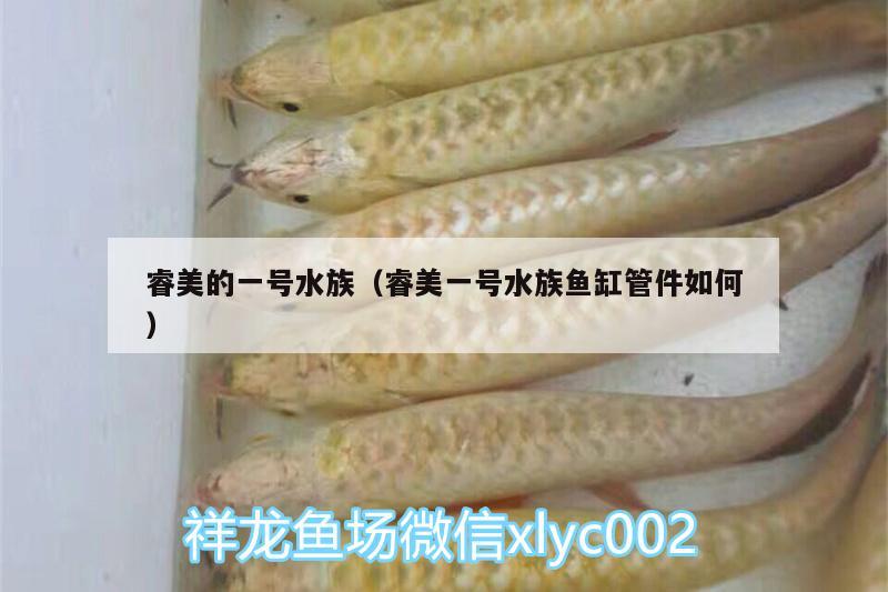 睿美的一號水族（睿美一號水族魚缸管件如何） 圣菲埃及魚