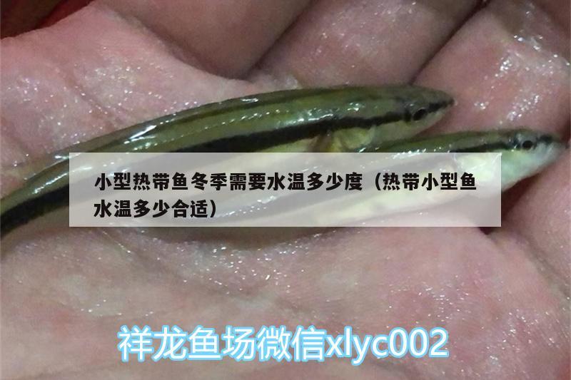 小型熱帶魚冬季需要水溫多少度（熱帶小型魚水溫多少合適） 魚缸水泵 第3張