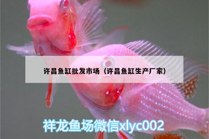 許昌魚缸批發(fā)市場(chǎng)（許昌魚缸生產(chǎn)廠家） 觀賞龜/鱉飼料 第1張