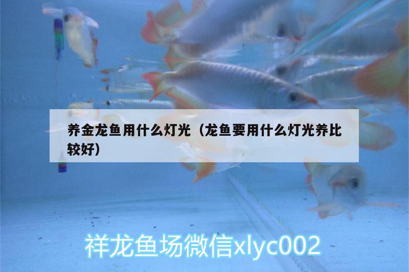 養(yǎng)金龍魚(yú)用什么燈光（龍魚(yú)要用什么燈光養(yǎng)比較好）