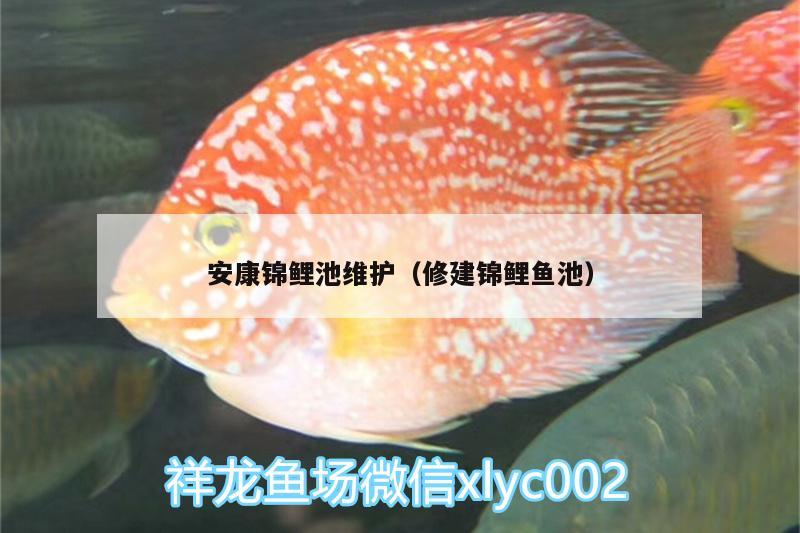 安康錦鯉池維護(hù)（修建錦鯉魚(yú)池）