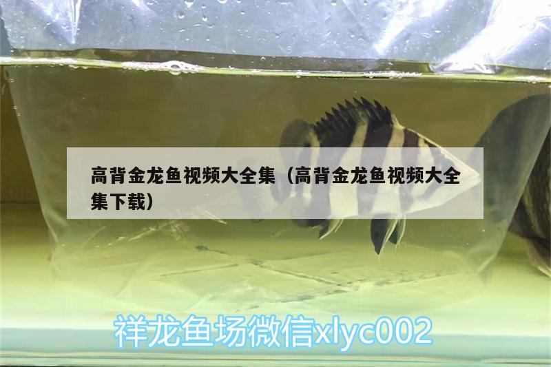 高背金龍魚視頻大全集（高背金龍魚視頻大全集下載） 高背金龍魚 第1張